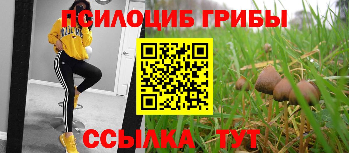 Мыски  Галлюциногенные грибы Cubensis  Вход с VPN 